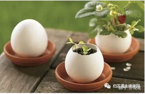 都市種植之育苗盤(pán) 微小空間里的綠意源泉